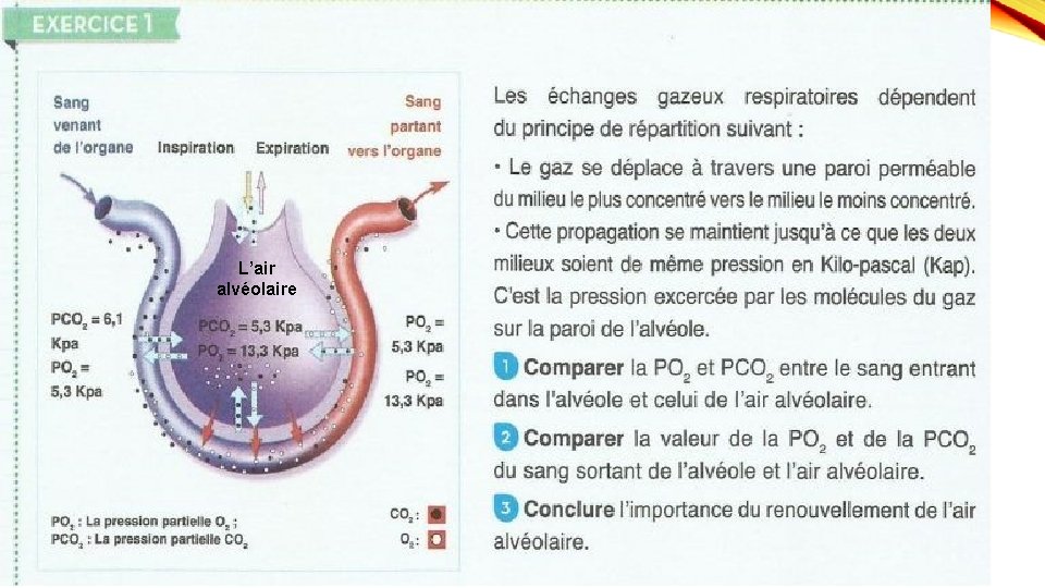 L’air alvéolaire 