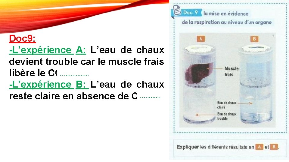 Doc 9: -L’expérience A: L’eau de chaux devient trouble car le muscle frais libère