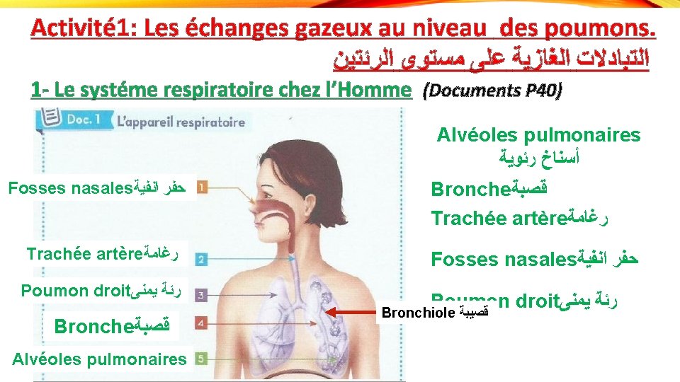 Activité 1: Les échanges gazeux au niveau des poumons. ﺍﻟﺮﺋﺘﻴﻦ ﻣﺴﺘﻮﻯ ﻋﻠﻰ ﺍﻟﻐﺎﺯﻳﺔ ﺍﻟﺘﺒﺎﺩﻻﺕ