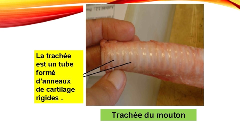 La trachée est un tube formé d’anneaux de cartilage rigides. Trachée du mouton 