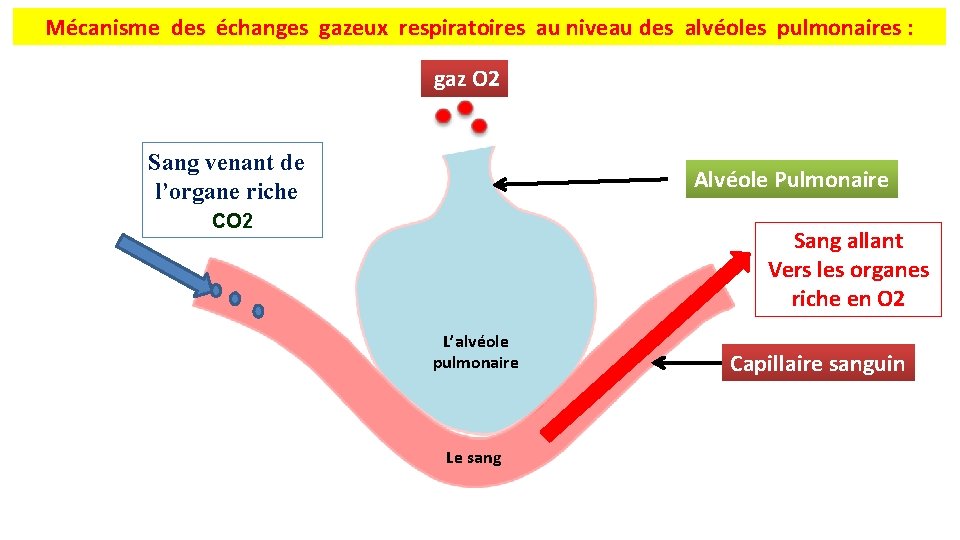 Mécanisme des échanges gazeux respiratoires au niveau des alvéoles pulmonaires : gaz O 2