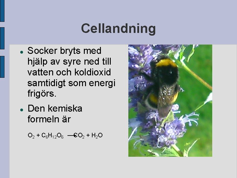 Cellandning Socker bryts med hjälp av syre ned till vatten och koldioxid samtidigt som Cellandning Socker bryts med hjälp av syre ned till vatten och koldioxid samtidigt som