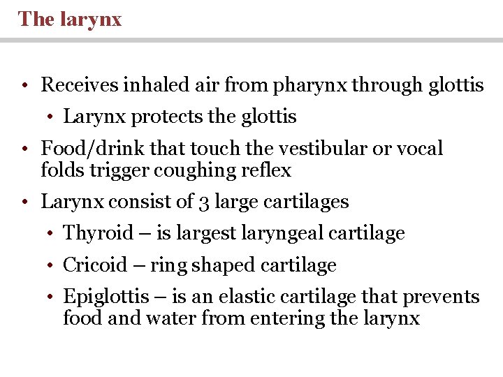 The larynx • Receives inhaled air from pharynx through glottis • Larynx protects the