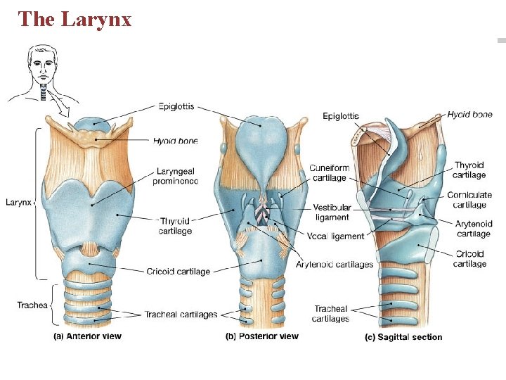 The Larynx 