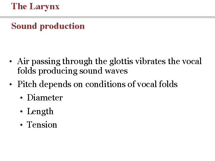 The Larynx Sound production • Air passing through the glottis vibrates the vocal folds