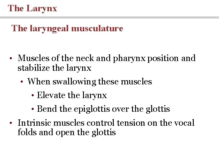 The Larynx The laryngeal musculature • Muscles of the neck and pharynx position and