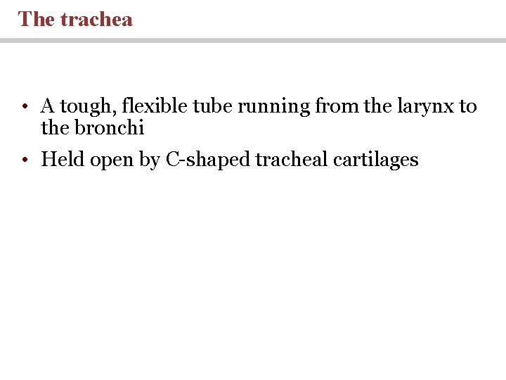The trachea • A tough, flexible tube running from the larynx to the bronchi