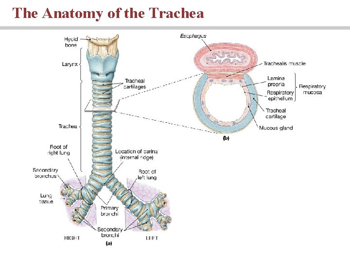 The Anatomy of the Trachea 