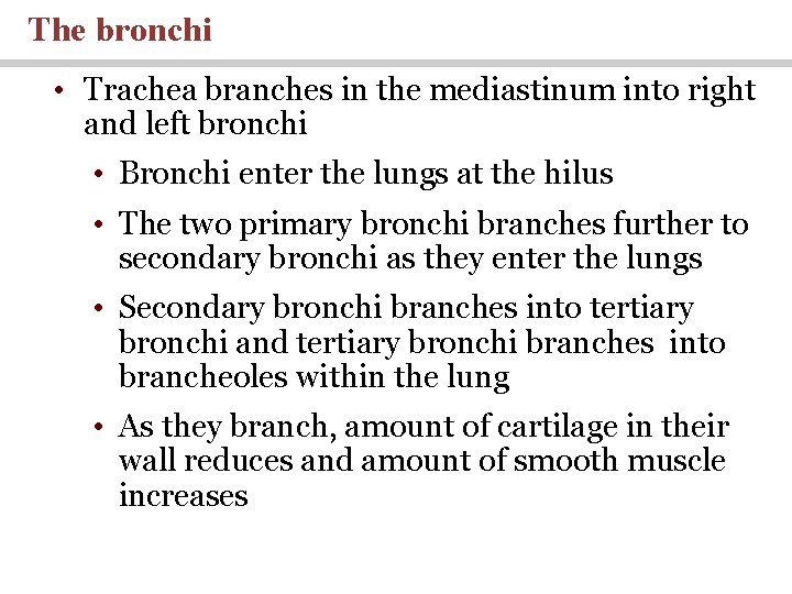 The bronchi • Trachea branches in the mediastinum into right and left bronchi •