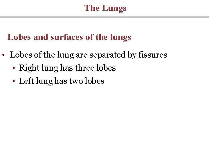 The Lungs Lobes and surfaces of the lungs • Lobes of the lung are