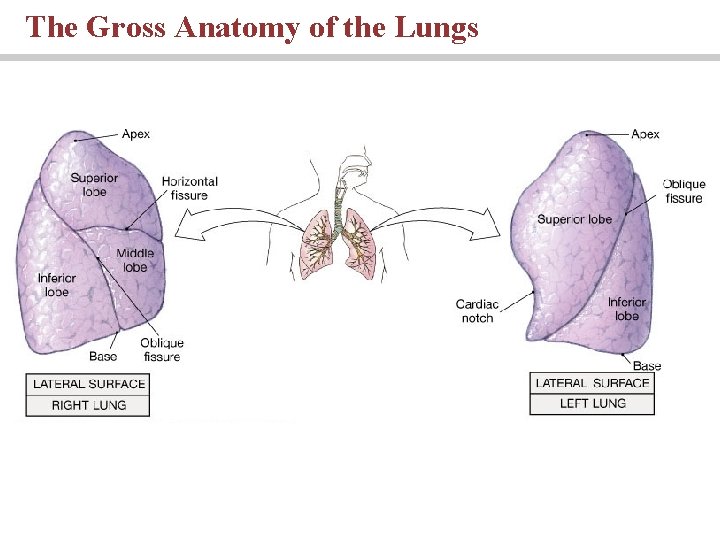 The Gross Anatomy of the Lungs 