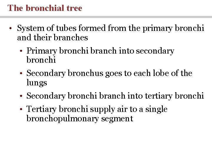 The bronchial tree • System of tubes formed from the primary bronchi and their