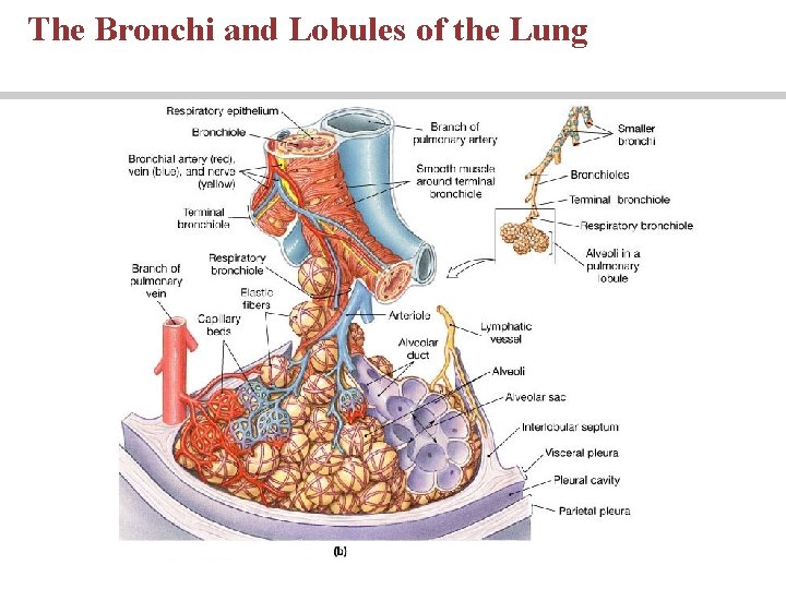 The Bronchi and Lobules of the Lung 