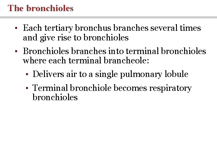 The bronchioles • Each tertiary bronchus branches several times and give rise to bronchioles
