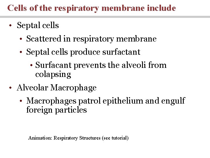 Cells of the respiratory membrane include • Septal cells • Scattered in respiratory membrane