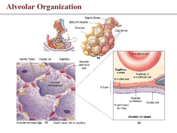 Alveolar Organization 