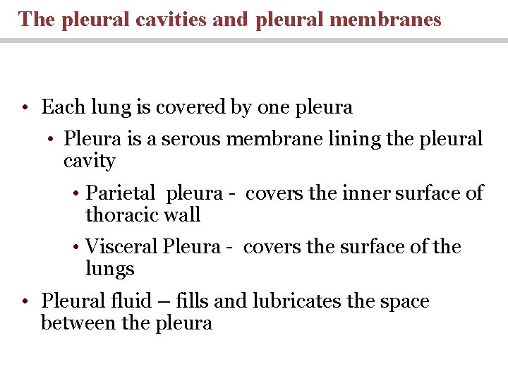 The pleural cavities and pleural membranes • Each lung is covered by one pleura