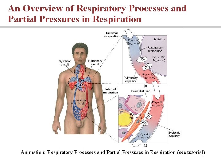 An Overview of Respiratory Processes and Partial Pressures in Respiration Animation: Respiratory Processes and