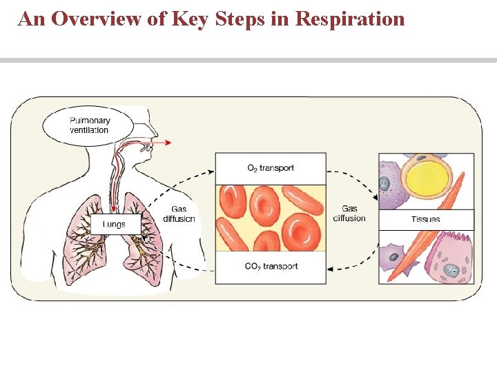 An Overview of Key Steps in Respiration 