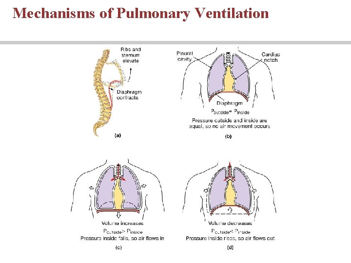 Mechanisms of Pulmonary Ventilation 