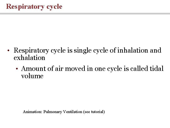 Respiratory cycle • Respiratory cycle is single cycle of inhalation and exhalation • Amount