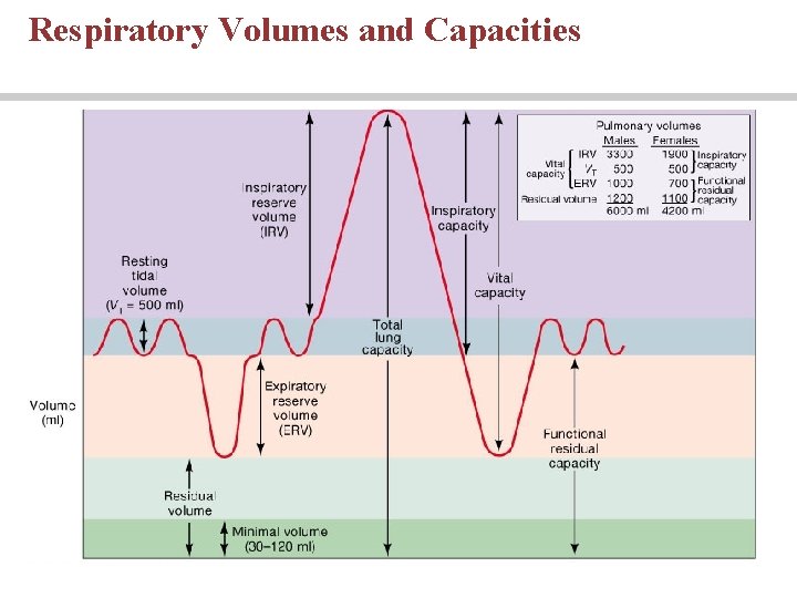 Respiratory Volumes and Capacities 