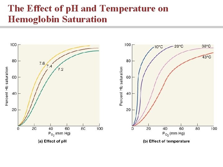 The Effect of p. H and Temperature on Hemoglobin Saturation 