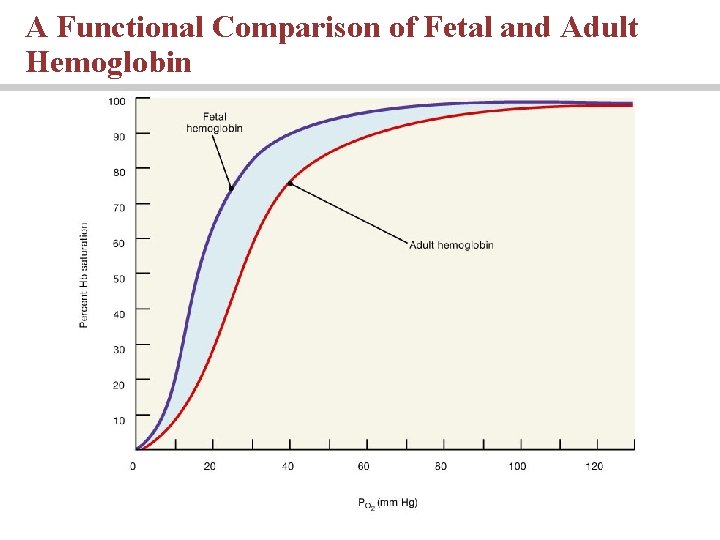 A Functional Comparison of Fetal and Adult Hemoglobin 