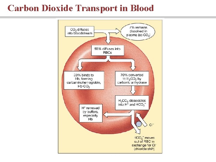 Carbon Dioxide Transport in Blood 