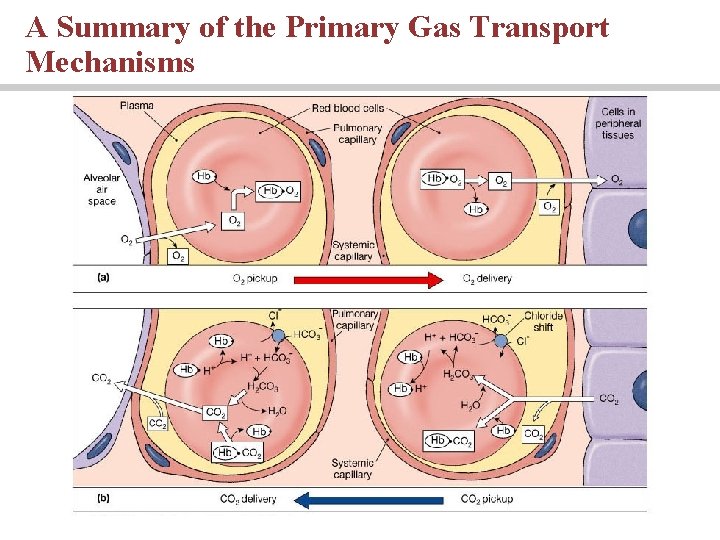 A Summary of the Primary Gas Transport Mechanisms 