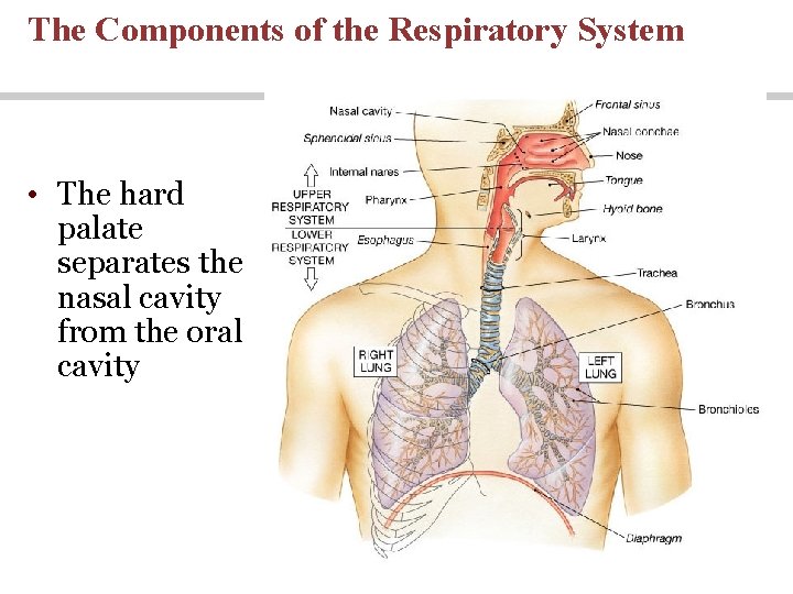 The Components of the Respiratory System • The hard palate separates the nasal cavity