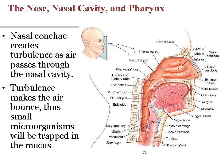 The Nose, Nasal Cavity, and Pharynx • Nasal conchae creates turbulence as air passes