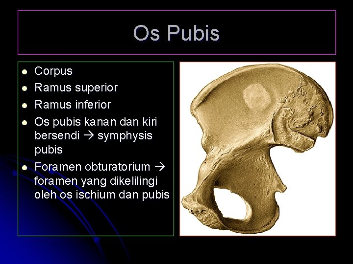Os Pubis l l l Corpus Ramus superior Ramus inferior Os pubis kanan dan