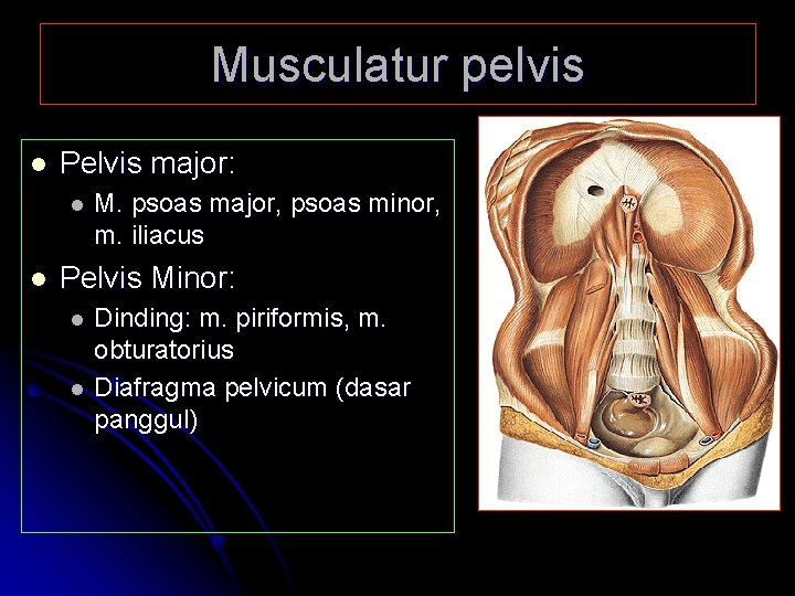 Musculatur pelvis l Pelvis major: l l M. psoas major, psoas minor, m. iliacus