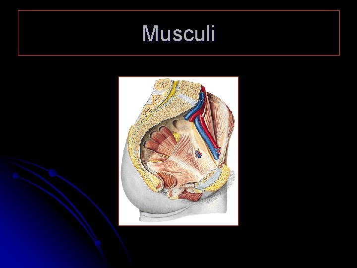 Musculi 