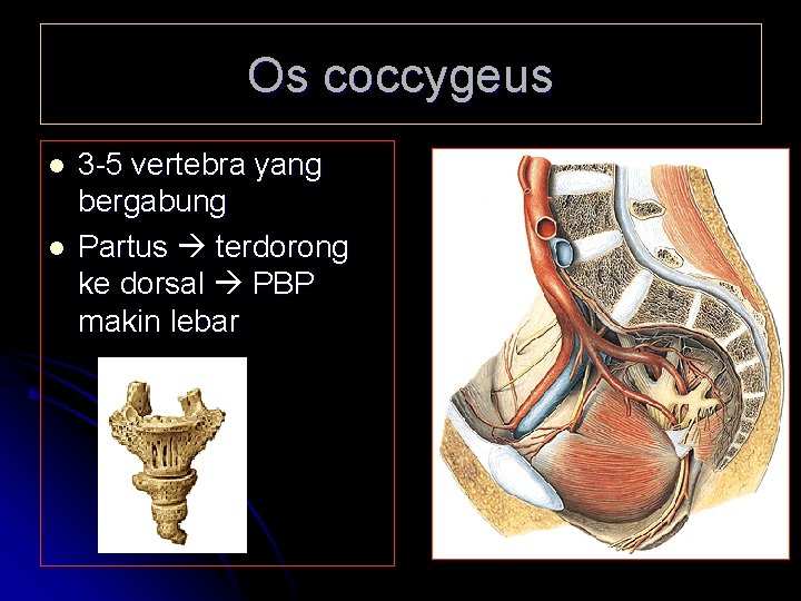 Os coccygeus l l 3 -5 vertebra yang bergabung Partus terdorong ke dorsal PBP