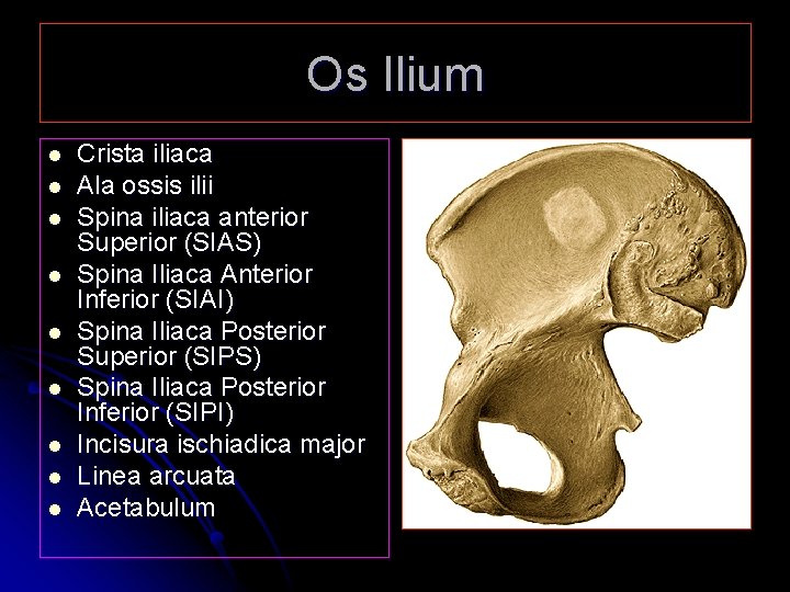 Os Ilium l l l l l Crista iliaca Ala ossis ilii Spina iliaca