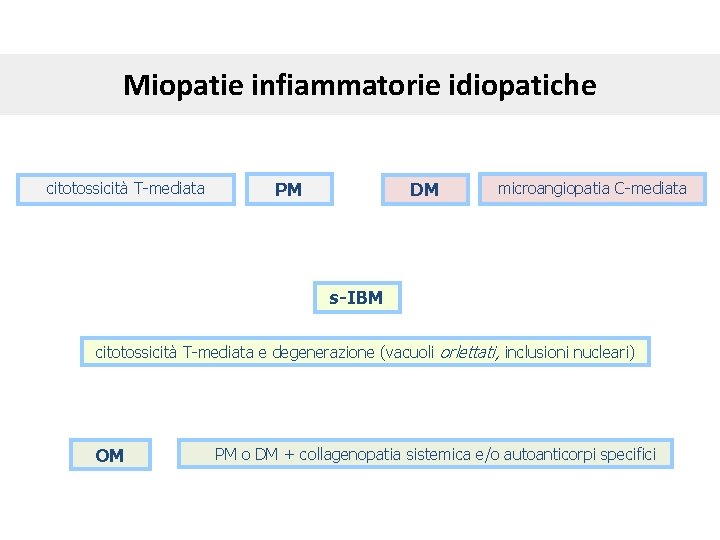 Miopatie infiammatorie idiopatiche citotossicità T-mediata PM DM microangiopatia C-mediata s-IBM citotossicità T-mediata e degenerazione