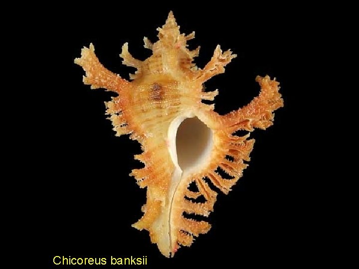 Chicoreus banksii 