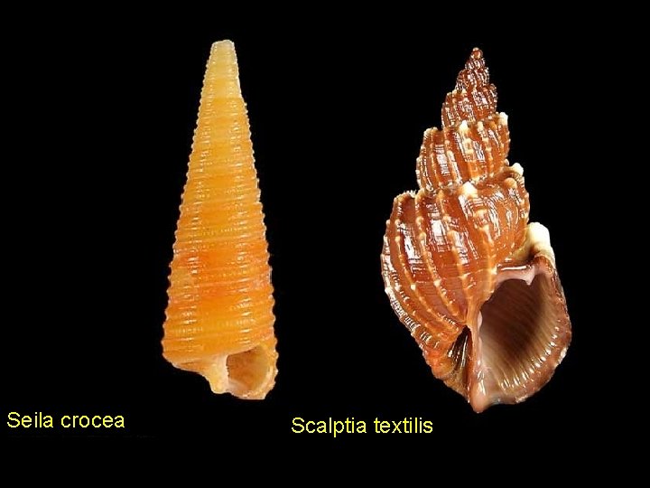 Seila crocea Scalptia textilis 