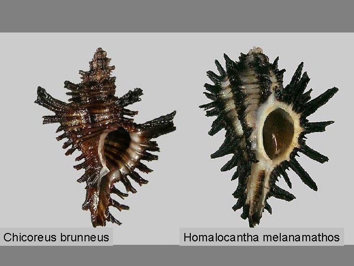 Chicoreus brunneus Homalocantha melanamathos 