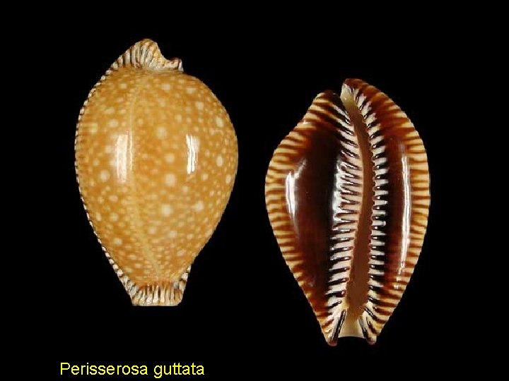 Perisserosa guttata 