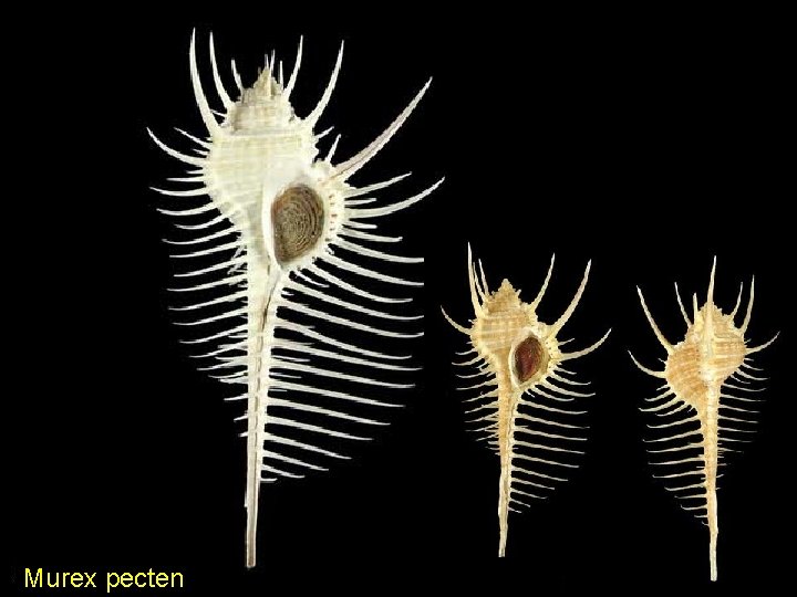 Murex pecten 