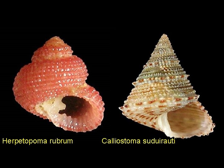 Herpetopoma rubrum Calliostoma suduirauti 