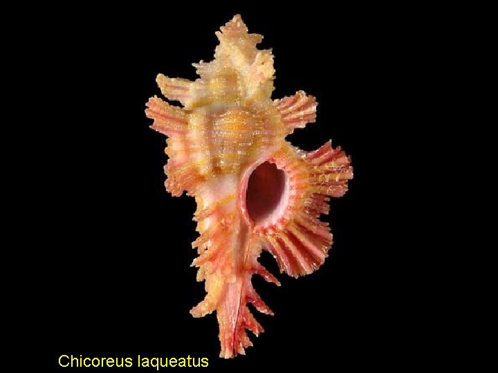 Chicoreus laqueatus 