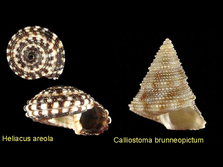 Heliacus areola Calliostoma brunneopictum 