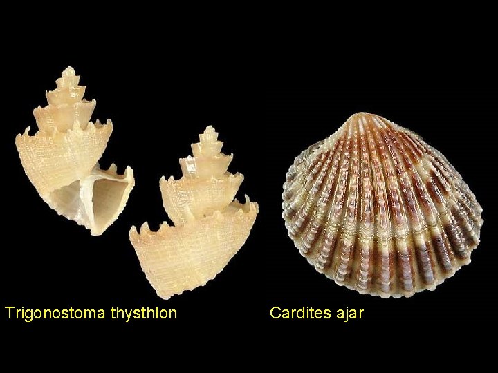 Trigonostoma thysthlon Cardites ajar 