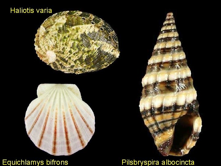 Haliotis varia Equichlamys bifrons Pilsbryspira albocincta 