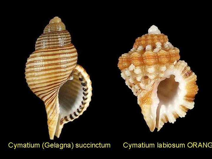 Cymatium (Gelagna) succinctum Cymatium labiosum ORANG 