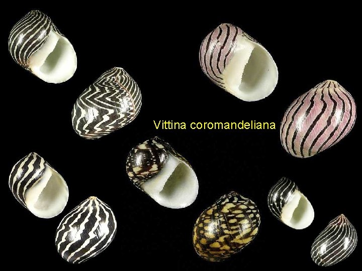 Vittina coromandeliana 